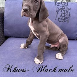 Khaos - Black male Great Dane puppy in Prairieville, Louisiana from Southern Barron Danes & Dachshunds
