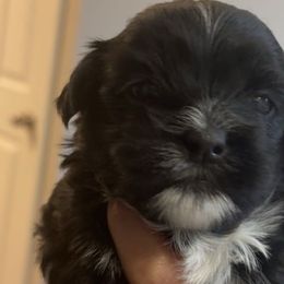 Shih Tzus and Yorkshire Terriers from Puppy Paws