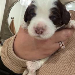 Mater - Chocolate male Australian Labradoodle puppy in Denton, Texas from Liberty Hill Labradoodles