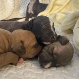 Italian Greyhound Puppies from Kentucky Greyhounds