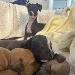 Italian Greyhound Puppies from Kentucky Greyhounds