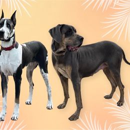 Great Dane puppies from That Gurl K9s
