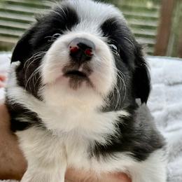 Athena - Black and white female Border Collie puppy in East Ellijay, Georgia from Nine Peaks Border Collies