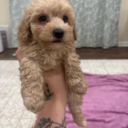 Ravioli - Red  male Poodle puppy in Merigold, Mississippi from C & C Doodles and Poodles