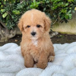 Peach - Apricot female Poodle puppy in Los Angeles, California from Exquisite Doodles