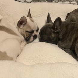 French Bulldogs from Bmore French