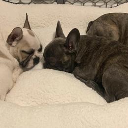 French Bulldogs from Bmore French
