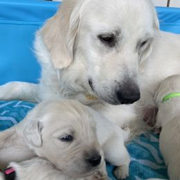 Golden Retrievers from Hearts of Gold Puppies