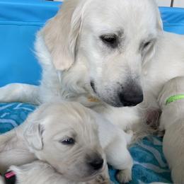 Golden Retrievers from Hearts of Gold Puppies