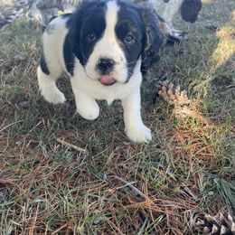 English Springer Spaniel Puppies from Hometown Springers
