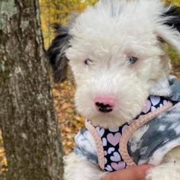 Havanese and Sheepadoodles from Mountain Dream Acres