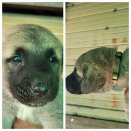 "Male 6" Anatolian Shepherd Dog Puppies from Sanjo Farm
