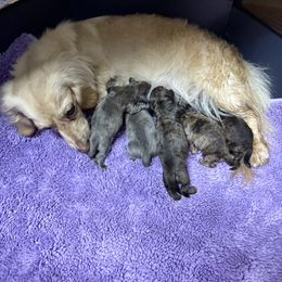 Dachshund Puppies from Remarkable Doxies