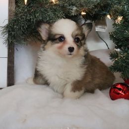 Sis - Sable female Pembroke Welsh Corgi puppy in St. Charles, Iowa from Kim Boyle's Pembroke Welsh Corgis