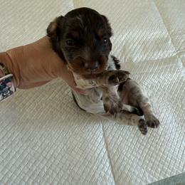 Agatha - Piebald female Dachshund puppy in Whitesboro, Texas from Joanie's Tickled Pink Puppies