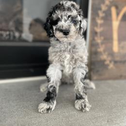 English Springer Spaniel, Poodle, and Springerdoodle Puppies from Little Mountain Springers, Springerdoodles & Poodles