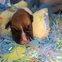 Boy 3 - Fawn male Boxer puppy in Pikeville, Kentucky from Boxers of Whispered Wishes