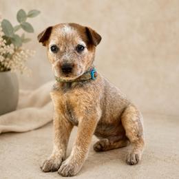 Ben - Red speckled male Australian Cattle Dog puppy in Sahuarita, Arizona from A2 Australian Cattle Dogs