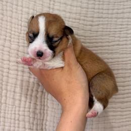 Red and White Male - Red male Pembroke Welsh Corgi puppy in Moreno Valley, California from Corgi Dobie Co.