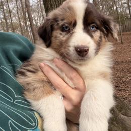 Australian Shepherd Puppies from Shaina’s Shepherds