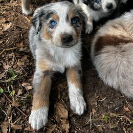 Girl 2 - Blue merle female Australian Shepherd puppy in Lakeland, Florida from Infinite Aussies