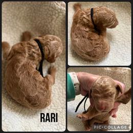 Rari - Red  female Poodle puppy in Mount Vernon, Illinois from AMC Poodles
