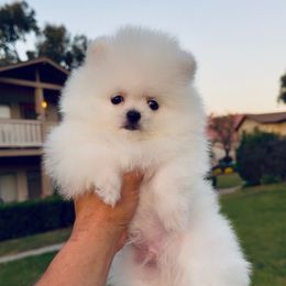 Iceman - White male Pomeranian puppy in Las Vegas, Nevada from PupsByNikki