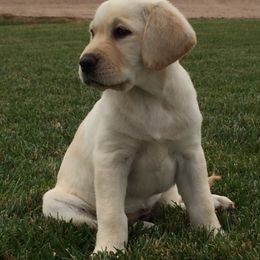 French Bulldogs and Labrador Retrievers from MochaLabs