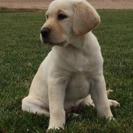 French Bulldogs and Labrador Retrievers from MochaLabs