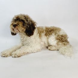 Maisie - Cavapoo