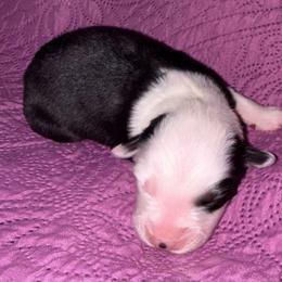 Muncho - Black tri-color female Australian Shepherd puppy in Laurel, Mississippi from Reeves Australian Shepherds