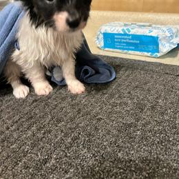 Tommy - White black and tan male Papillon puppy in Benton, Arkansas from Mama's Pride Poms and Paps