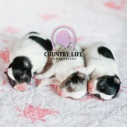 Pomeranian puppies from Country Life Pomeranians
