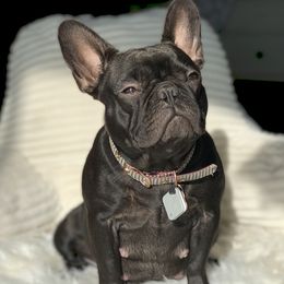 Luna - French Bulldog