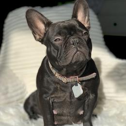 Luna - French Bulldog
