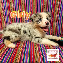 Girly Girl - Blue merle female Australian Shepherd puppy in Arlington, Texas from Firelight Australian Shepherds