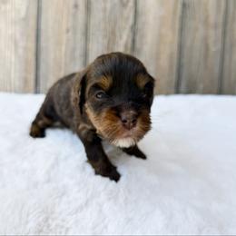 Ellie - Phantom female Bernedoodle puppy in Wamego, Kansas from Doodles of Oz