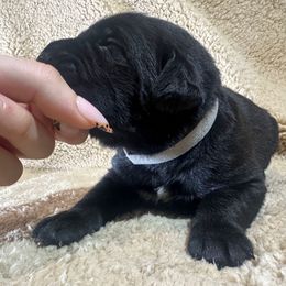 Silver purple Collar - Black female Cane Corso puppy in Fairfield, California from Royal Class Kennels