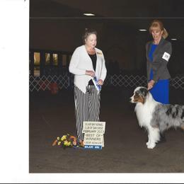 Australian Shepherd All Grown Up from C-Star Australian Shepherds