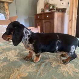 Dachshund Puppies from Sassafras Dachshunds
