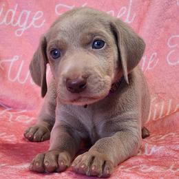 Violet - Silver gray female Weimaraner puppy in Kentucky from Willow Ridge Kennel