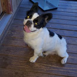 Holt - French Bulldog