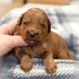 Murphy - Red  male Goldendoodle puppy in Wharton, Texas from Little Fur Friends