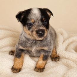 Rowan - Blue speckled male Australian Cattle Dog puppy in Kalispell, Montana from BTR Australian Cattle Dogs