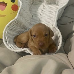 Eevee - Golden rust female Vizsla puppy in Bloomington, Indiana from Envizion