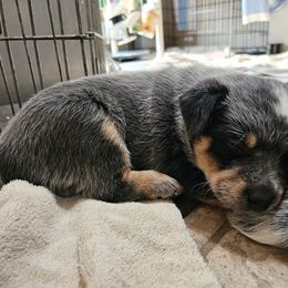 Australian Cattle Dog Puppies from Lakota Australian Cattle Dogs