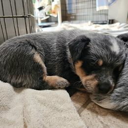 Australian Cattle Dog Puppies from Lakota Australian Cattle Dogs