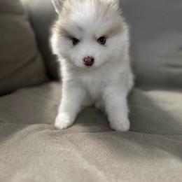 Lady - Merle female Pomsky puppy in West Sacramento, California from Pinkie's Pomskies