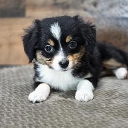 Hazelnut - Black tri female Miniature Australian Shepherd puppy in Killen, Alabama from Wilkers Wholehearted Mini Aussies
