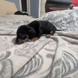 Cinnamon toast crucnh - Black and tan female Dachshund puppy in Spring Hope, North Carolina from Hogan’s Lowrider Hounds